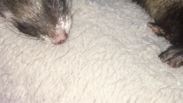love ferret He is very cute!