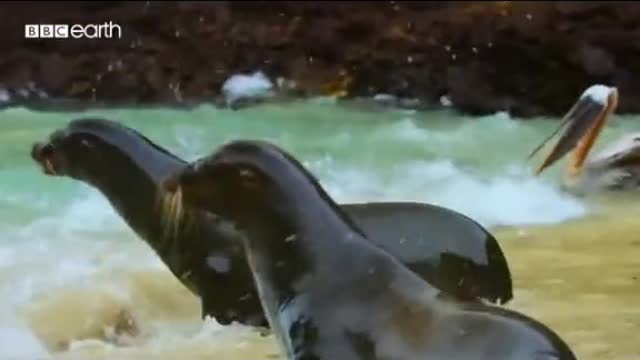 SEA LIONS hunt in Secret Cove