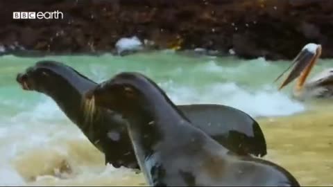 SEA LIONS hunt in Secret Cove