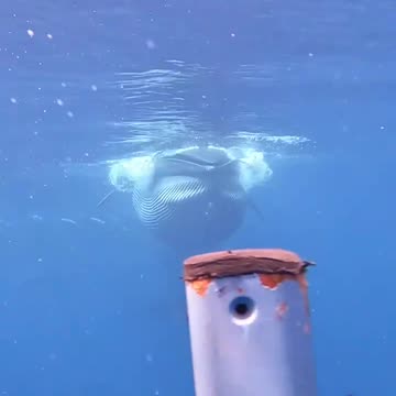 Insane RARE whale encounter caught on camera!