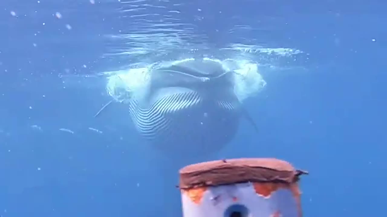 Insane RARE whale encounter caught on camera!