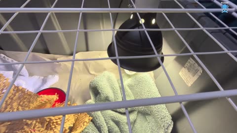 Rescuing a juvenile flying-fox who has been on barbed wire this is Jet