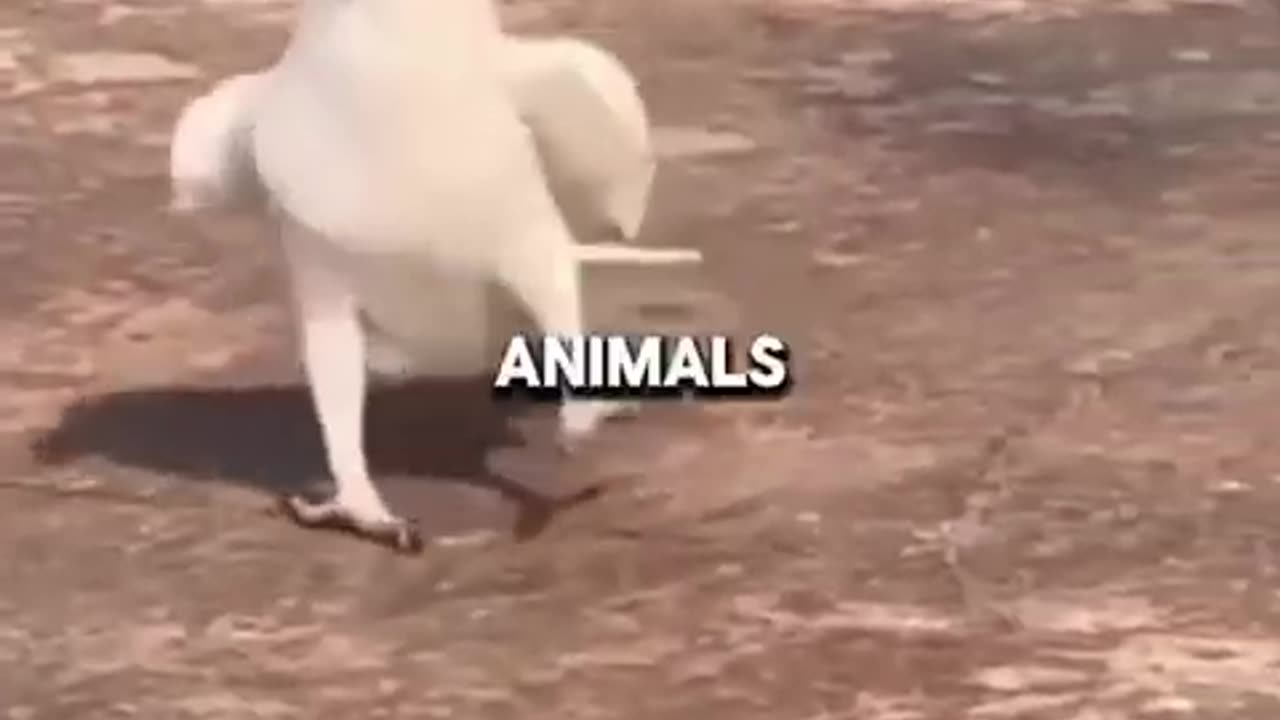 These Are Crazy Animals