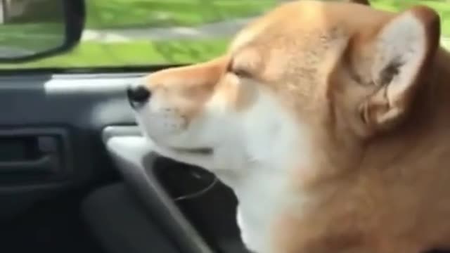 Cute Shiba Inu Dog Rocking to the Music - Let's Shark!