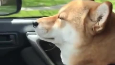 Cute Shiba Inu Dog Rocking to the Music - Let's Shark!