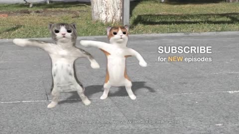 Dancing cats(720P_HD).mp4