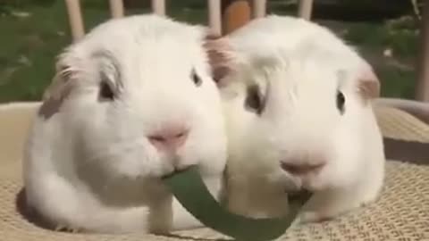 Watch these two rabbits eating try not to laugh