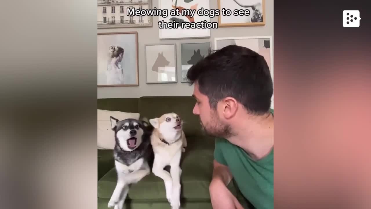 These dogs get offended when humans try to talk to them like if they were cats