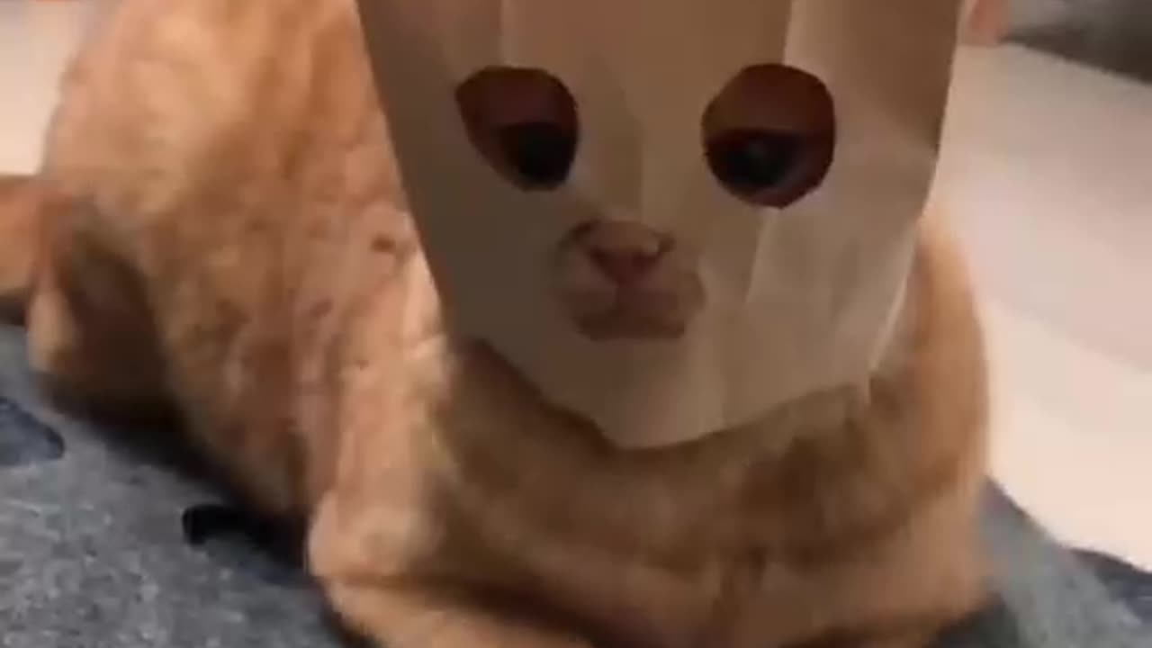 TRY NOT TO LAUGH 😆 Best Funny Videos Compilation 😂😁😆
