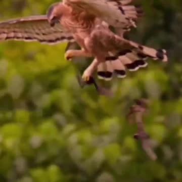 Amazing view of birds