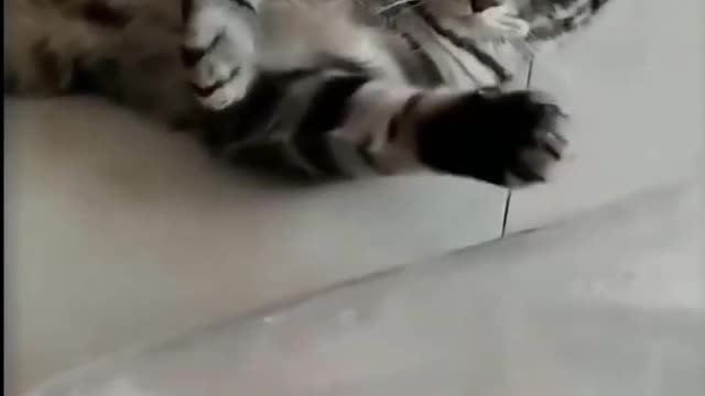 Cat Thinking about the fish