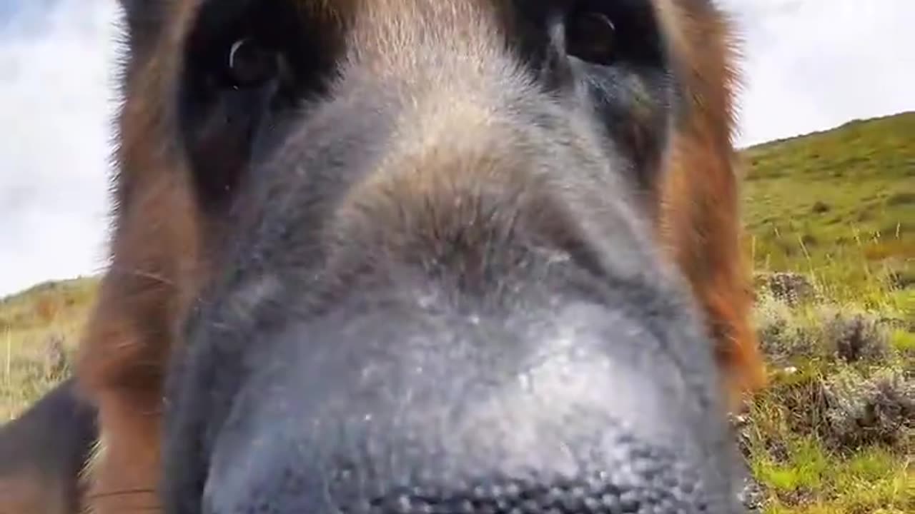 I will never get tired of watching these snoot cam videos