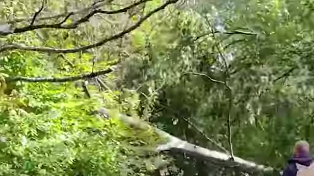 Humans had been against these trees for