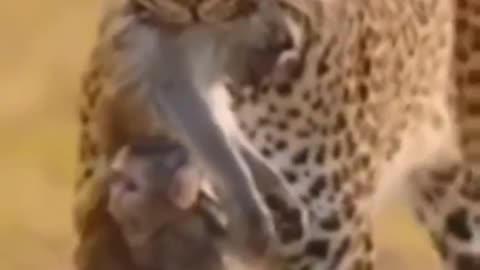 Cute animal behavior makes you happy