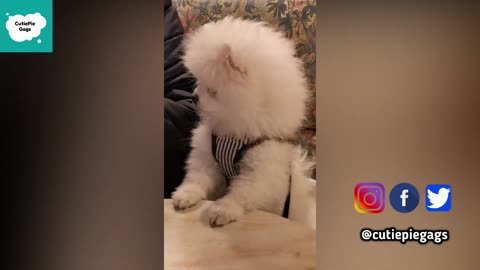 Cute Puppies and Dogs