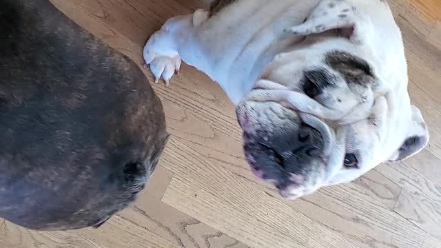 GRONK the bulldog says No melon for me!