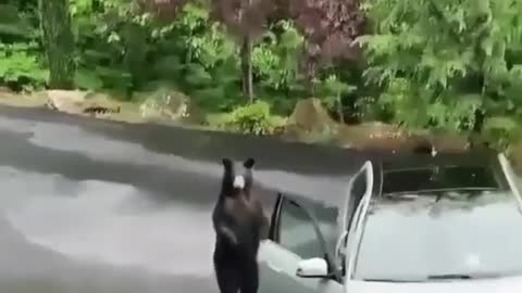 What happened when a bear opens the Mercedes car door