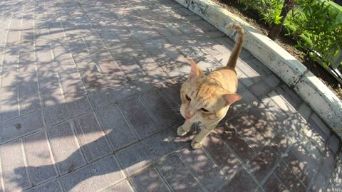 CHRIS MARTIN & MICHAEL JACKSON - Homeless cats in Ras Al Khaimah, UAE #ChrisMartin #MichaelJackson