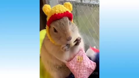 funny animals and cute pets complication