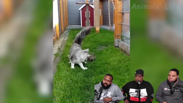 Funniest Dogs And Cats Videos Best Funny Animal Videos of the 2021 Try Not To Laugh