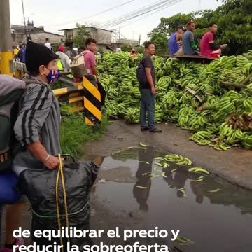 I coltivatori di banane chiedono aiuto al governo dell'Ecuador in quanto non possono esportare il loro prodotto in Russia.hanno protestato gettando le loro banane sulla strada
