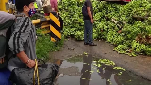 I coltivatori di banane chiedono aiuto al governo dell'Ecuador in quanto non possono esportare il loro prodotto in Russia.hanno protestato gettando le loro banane sulla strada