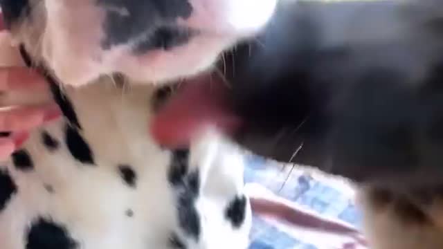 very cute kissing dog