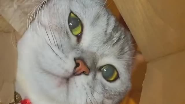 Hungry Cat Meow~