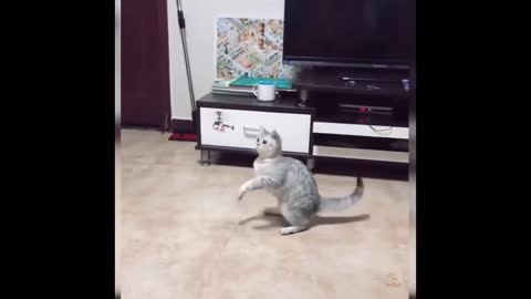 FUNNY CAT VIDEOS 2021 😂😂