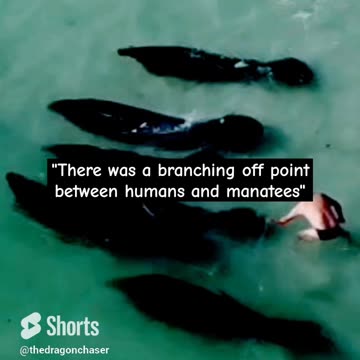 RABBIT HOLES & TOBACCO BOWLS: MANATEES ARE HUMAN?