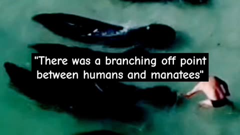 RABBIT HOLES & TOBACCO BOWLS: MANATEES ARE HUMAN?