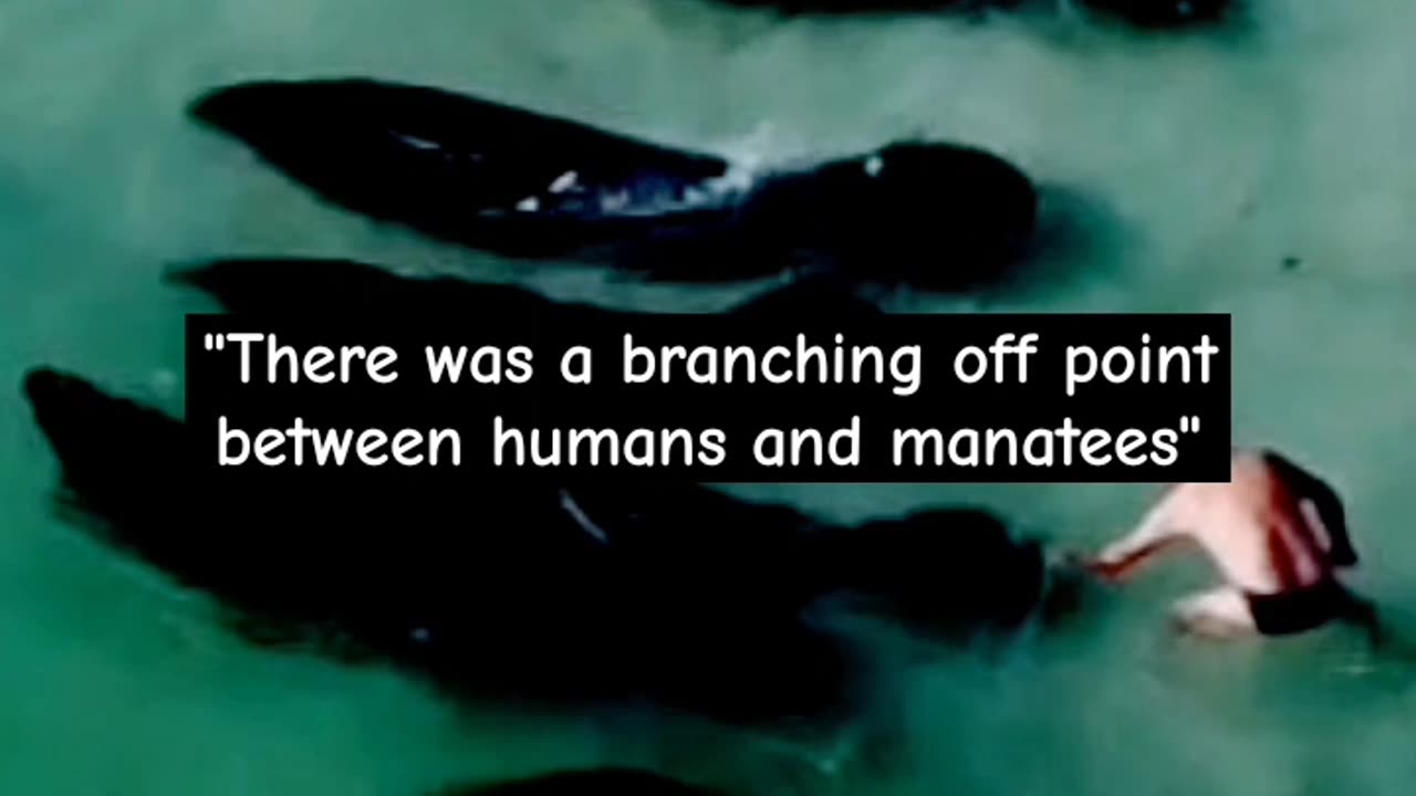 RABBIT HOLES & TOBACCO BOWLS: MANATEES ARE HUMAN?