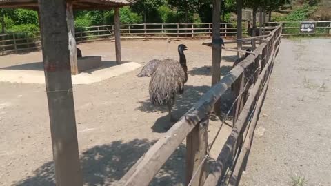 so many cute ostriches