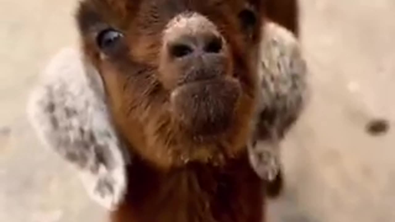 Beautiful goat 🐐 trending video