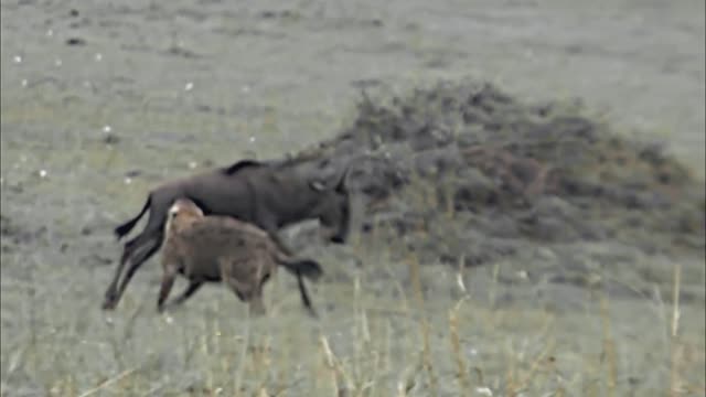 brutal hyena hunting