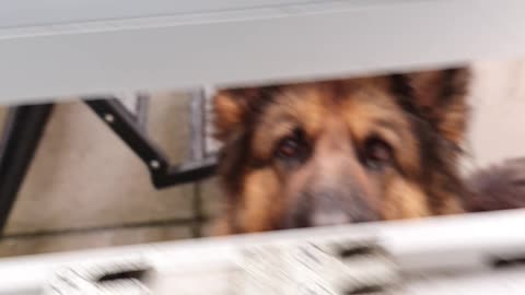 What is the dog want 2