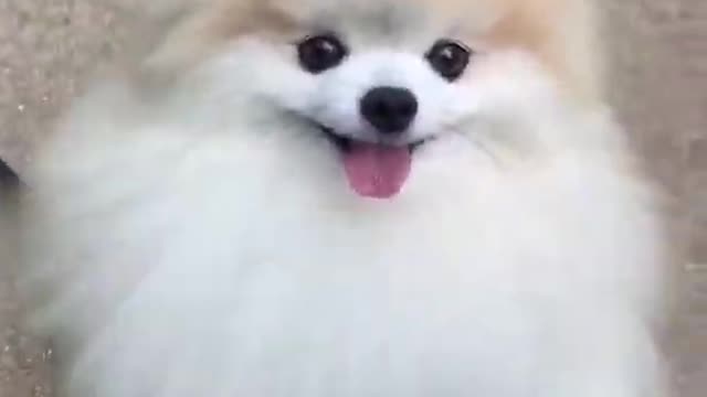 Cute Puppy Video