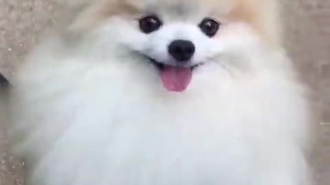 Cute Puppy Video