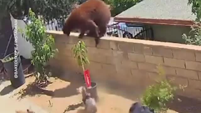 A 17 years old girl confronts a huge bear with her two cubs to save her pets