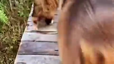 Funny cat videos 🤣😅😎#shorts catslover