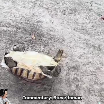 Dog shows no mercy and sweeps the leg of a tortoise