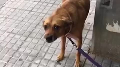 Brown dog on purple leash looks ashamed zoom in