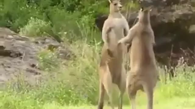 Crazy Cangaroo Wrestling With Human Funny Animal