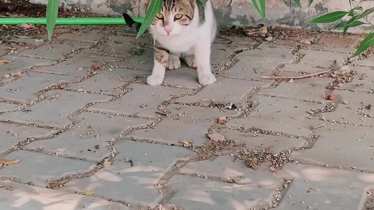 This cat looking very aggressive