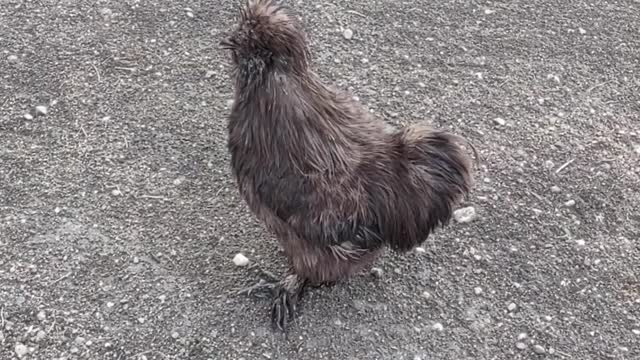 Silkie