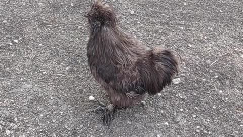 Silkie