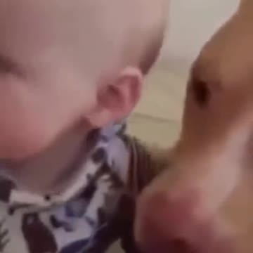 Pitbull and Baby Funny - Sweet Pitbull with Adorable Baby