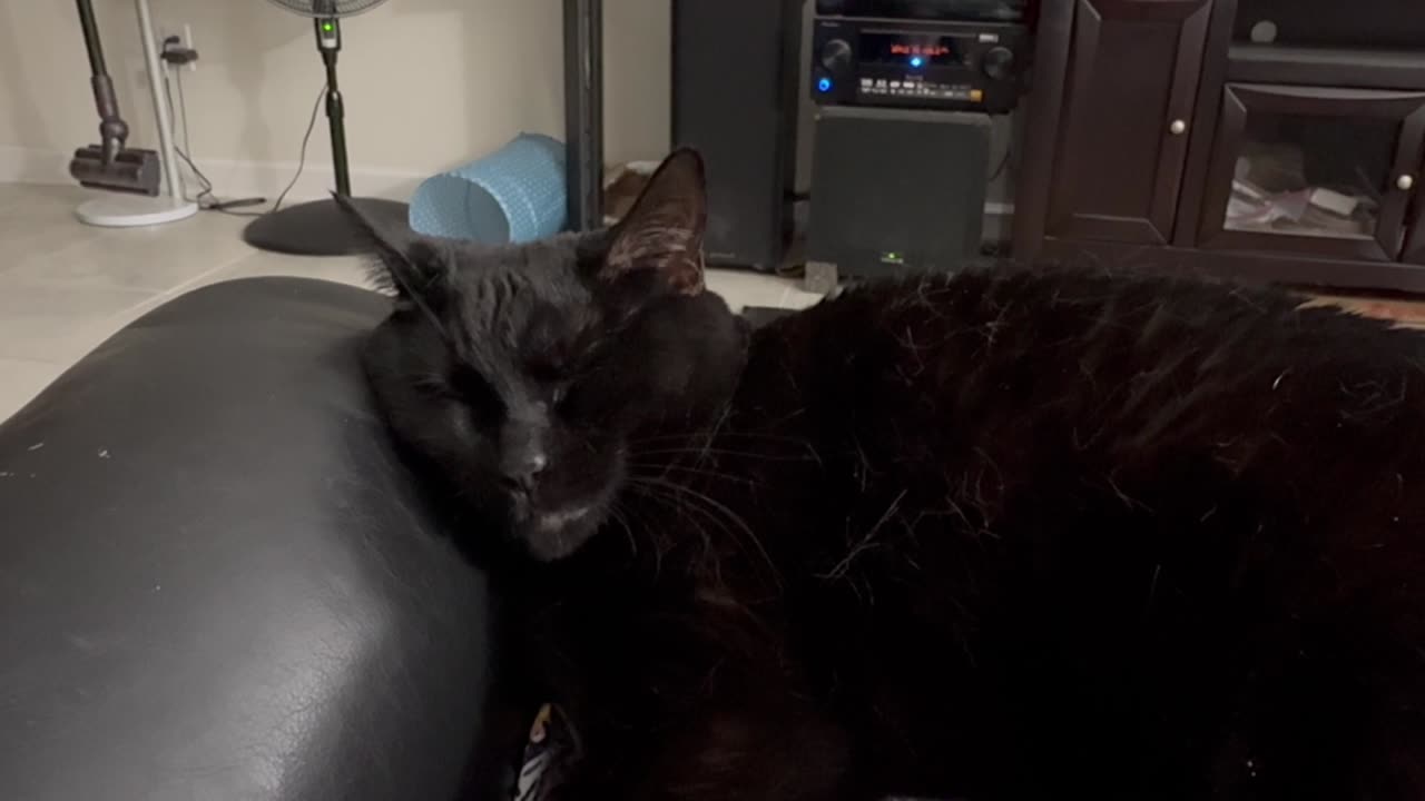 Adopting a Cat from a Shelter Vlog - Cute Precious Piper is a Beautiful Sleeping Lap Cat