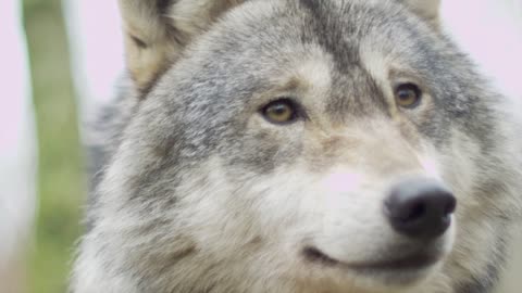 Lobo canino