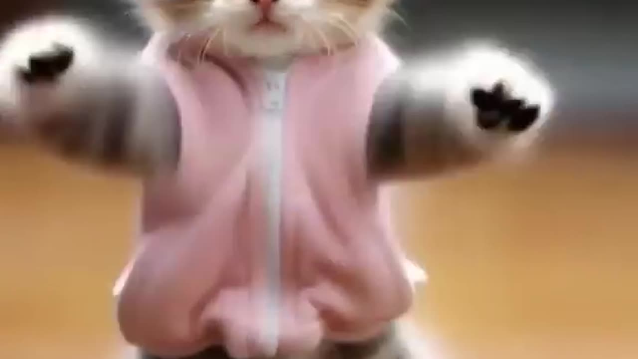 Cat funny video